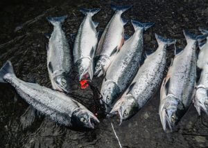 Self Guided Tour of Saltery Cove AK