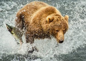 Off Road Sightseeing Kodiak Alaska