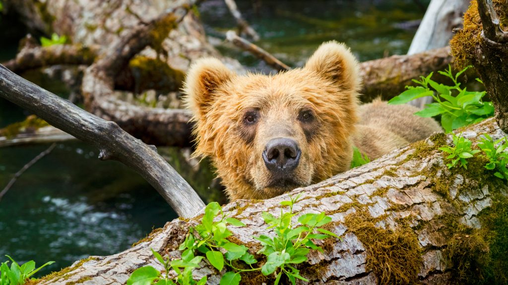 Cruise Ship Shore Excursions of Kodiak Alaska